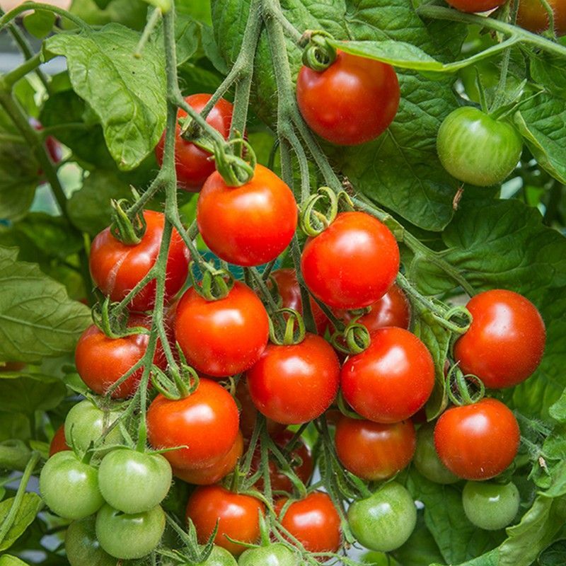 Johnsons Tomato Gardener's Delight Seeds