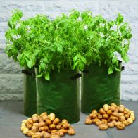 See more information about the 3 Pack of Patio Potato Planters