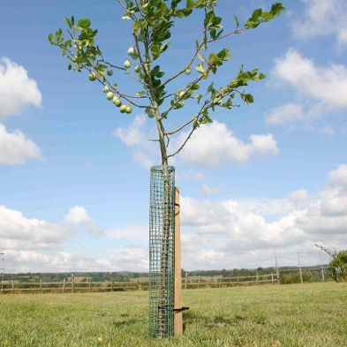 See more information about the Tildenet Flexi Mesh Tree Guard