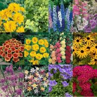 See more information about the Cottage Garden Perennials - 12x Plugs