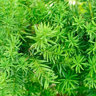 Yew Hedging Plant - Taxus Baccata - Bushes