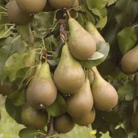 See more information about the Conference' Pear Tree - Single Multi-Branched Bare Root Tree