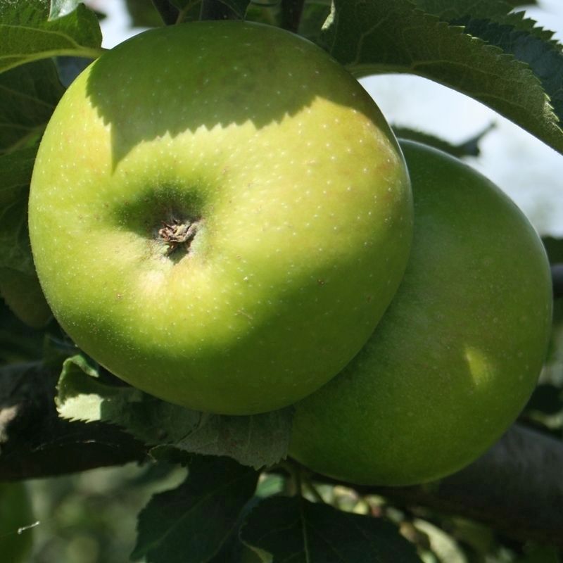 Bramley' Apple tree - Single Multi-Branched Tree