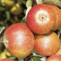 See more information about the Apple 'Cox's Orange Pippin' Tree - Single Multi-Branched Pot-Grown Tree