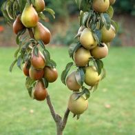 See more information about the Duo Fruit Tree - Pear Conference & Concorde - Single Bare-Root Duo Fruit Tree