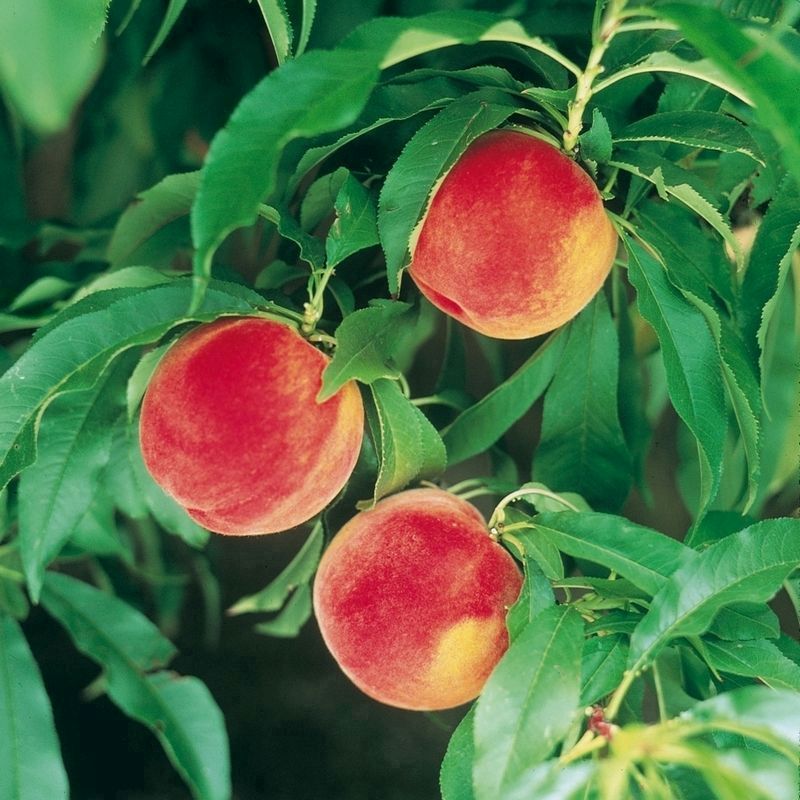 Buy Patio Peach Amber Tree Online At Cherry Lane