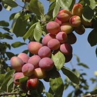See more information about the Patio Plum 'Little Vic' - Single Patio Tree