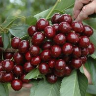 See more information about the Cherry Bush 'Athos'