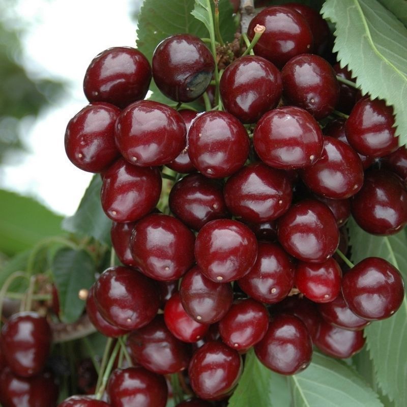 Cherry Bush 'Porthos' - Single Pot Grown Bush
