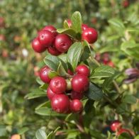 Cranberry 'Pilgrim' - Single Established Plant