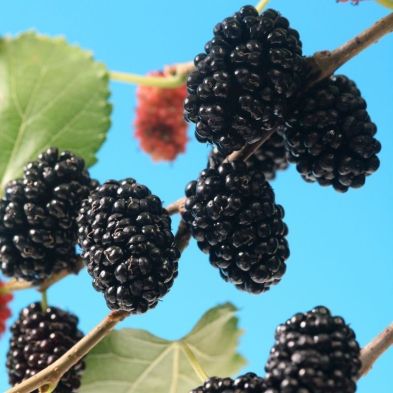 Morus Rotundiloba 'Mojoberry' Dwarf Mulberry - Single Established Plant