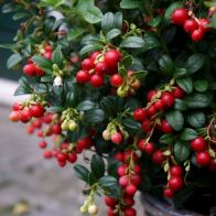 See more information about the Lingonberry Vaccinium Vitis-Idaea 'Miss Cherry' - Single Established Plant