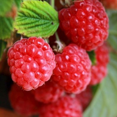 Patio Raspberry 'Sweet Sunshine' - Single Established Plant