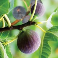 See more information about the Hardy Fig 'Brown Turkey' - Single Established Plant