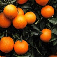 See more information about the Orange Blood Citrus 6L - Single Fully Mature Tree