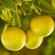 See more information about the Grapefruit Citrus 6L - Single Mature Plant
