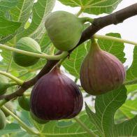 See more information about the Fig 'Brown Turkey' Standard - Single Standard Form Fig Tree