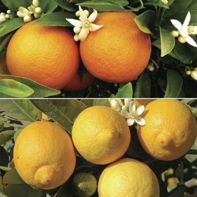 Orange and Lemon Tree Collection - 2x Plants