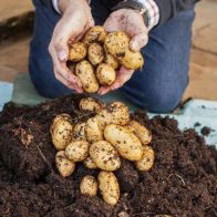 See more information about the Complete 'Second Cropping' Potato Growing Kit