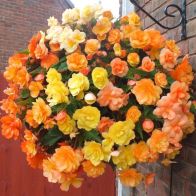 See more information about the Trailing Begonia 'Illumination Apricot Shades' - 12x Jumbo Plug Plants