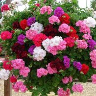 See more information about the Geranium Rosebud Trailing Collection - 12x Jumbo Plug Plants