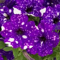 See more information about the Petunia 'Purple Joy' - 12x Jumbo Plug Plants