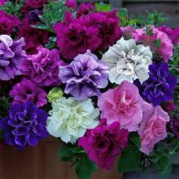 See more information about the Tumbelina Petunia 'Most Fragrant Ever' Collection