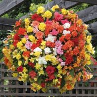 See more information about the Begonia 'Super Cascade' Mix - 12x Jumbo Plug Plants
