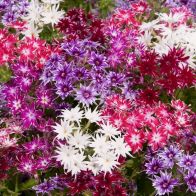 See more information about the Phlox 'Popstars' Mix - 12x Jumbo Plug Plants