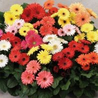 See more information about the Bedding Gerbera 'Revolution' Mix