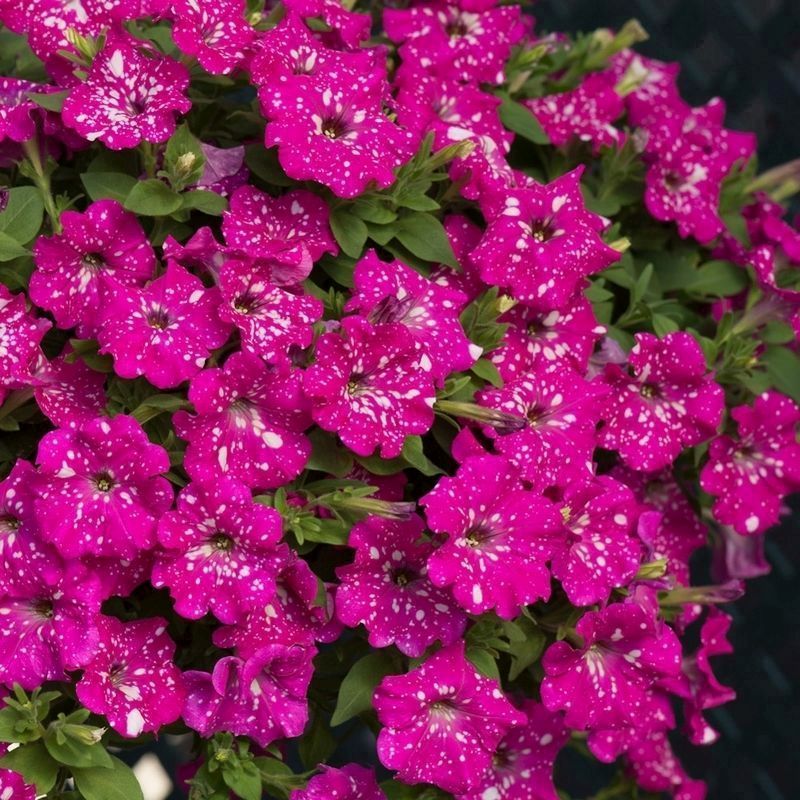 Petunia 'Pink Joy' - 12x Jumbo Plug Plants