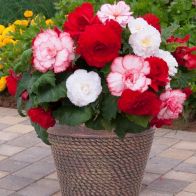 See more information about the Begonia 'Majestic Romance' Mix - 12x Plug Plants