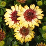 See more information about the African Daisy Osteospermum Banana Shake - 6x Plug Plants