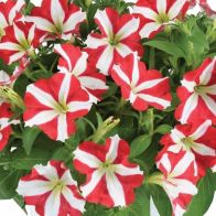 See more information about the Petunia 'Amore King of Hearts' - 12x Jumbo Plug Plants
