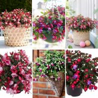 See more information about the Fuchsia Fuchsita Collection - 12x Plug Plants