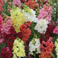 See more information about the Antirrhinum 'Mini Butterflies' Mix - 20x Garden Ready Plants