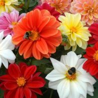 See more information about the Dahlia 'Figaro Mix' - 20x Garden Ready Plants