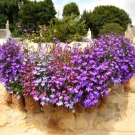 See more information about the Lobelia 'Fountain Mix'