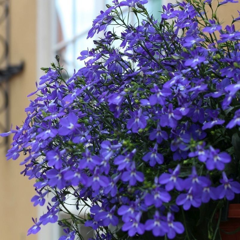 Lobelia 'Crystal Palace Blue' - 20x Garden Ready Plants