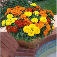 See more information about the Marigold Durango Mix - 20x Garden Ready Plants