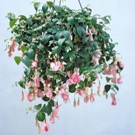 See more information about the Fuchsia 'Julie Horton'