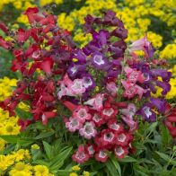 See more information about the Hardy Penstemon Collection - 12x Jumbo Plugs