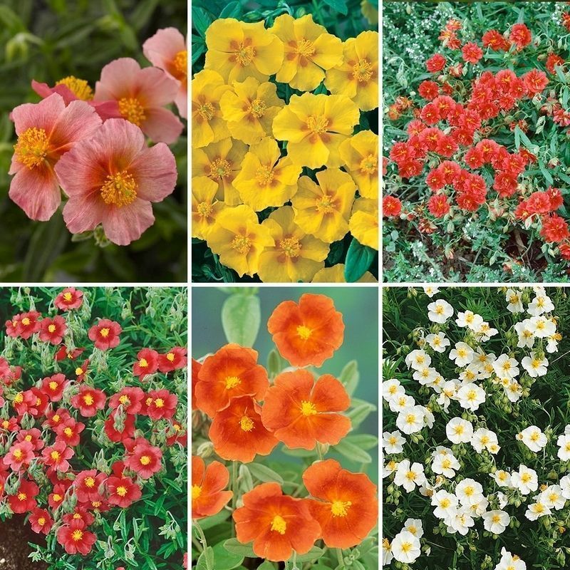 Rock Roses, Helianthemum Collection - 6x Mixed Colour Jumbo Plug Plants