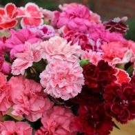 See more information about the Dianthus Garden Pleasure Collection - 12x Plants