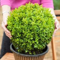 See more information about the Pair of Buxus Box Balls 25-30cm Diameter