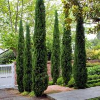 Pair of Italian Cypress Trees 60-80cm Tall