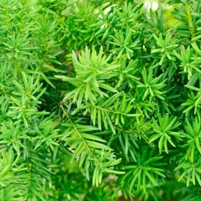 See more information about the Yew Hedging Plant