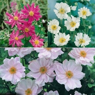See more information about the Hardy Japanese Anemone Collection - 3x Potted Plants