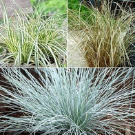 See more information about the Ornamental Grasses collection