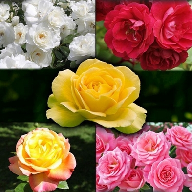 The Garden Glamour Rose Collection - 5x Dormant Bare Root Roses
